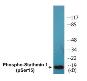 Western Blot - Stathmin 1 (phospho Ser15) Cell Based ELISA Kit (CBP1687) - Antibodies.com