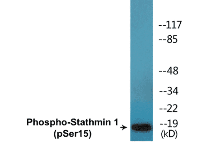 Western Blot - Stathmin 1 (phospho Ser15) Cell Based ELISA Kit (CBP1687) - Antibodies.com