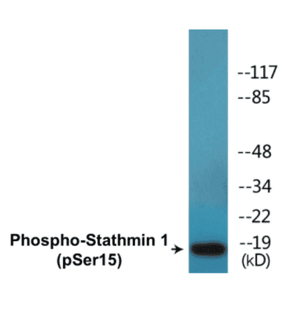 Western Blot - Stathmin 1 (phospho Ser15) Cell Based ELISA Kit (CBP1687) - Antibodies.com
