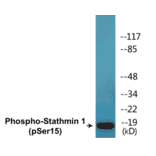 Western Blot - Stathmin 1 (phospho Ser15) Cell Based ELISA Kit (CBP1687) - Antibodies.com