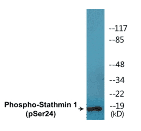 Western Blot - Stathmin 1 (phospho Ser24) Cell Based ELISA Kit (CBP1688) - Antibodies.com
