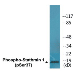 Western Blot - Stathmin 1 (phospho Ser37) Cell Based ELISA Kit (CBP1689) - Antibodies.com
