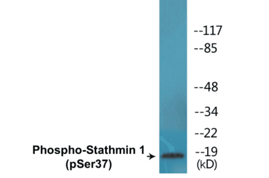 Western Blot - Stathmin 1 (phospho Ser37) Cell Based ELISA Kit (CBP1689) - Antibodies.com