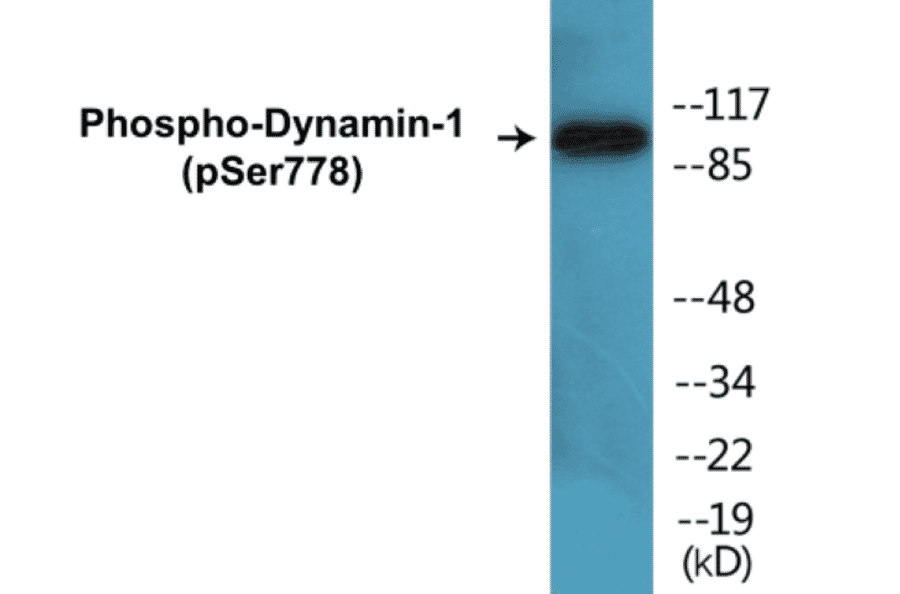 Western Blot - Dynamin-1 (phospho Ser778) Cell Based ELISA Kit (CBP1789) - Antibodies.com