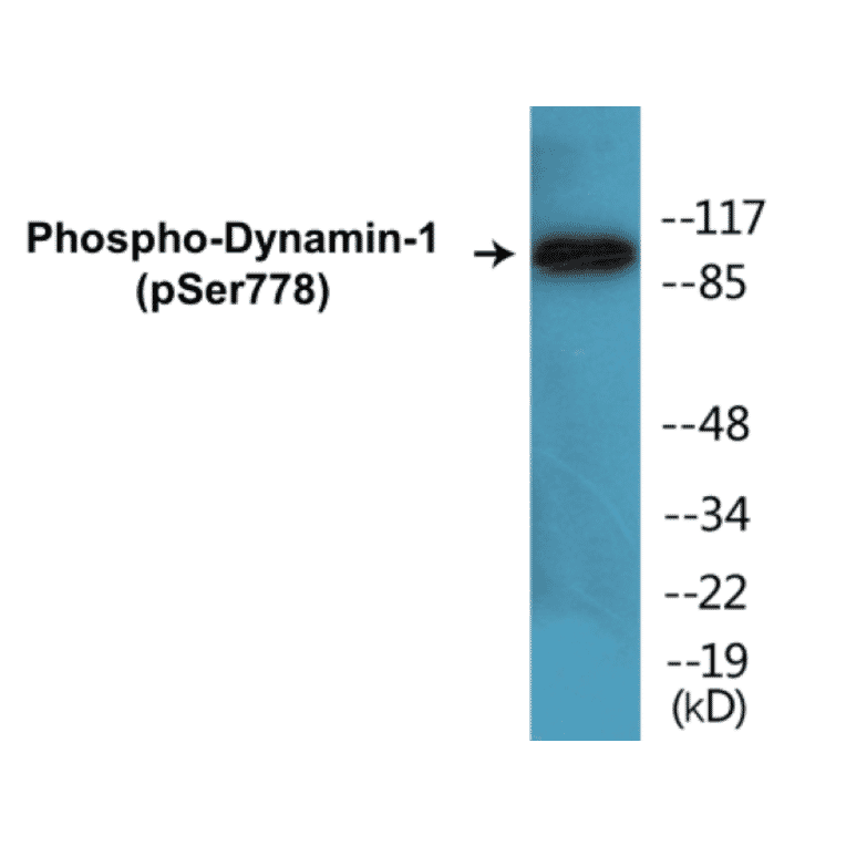 Western Blot - Dynamin-1 (phospho Ser778) Cell Based ELISA Kit (CBP1789) - Antibodies.com