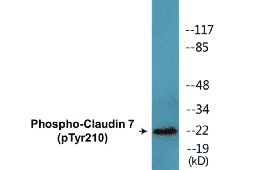 Western Blot - Claudin 7 (phospho Tyr210) Cell Based ELISA Kit (CBP1814) - Antibodies.com