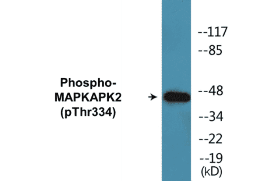 Western Blot - MAPKAPK2 (phospho Thr334) Cell Based ELISA Kit (CBP1018) - Antibodies.com