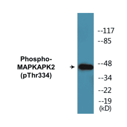 Western Blot - MAPKAPK2 (phospho Thr334) Cell Based ELISA Kit (CBP1018) - Antibodies.com