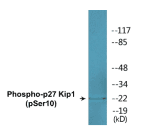 Western Blot - p27 Kip 1 (phospho Ser10) Cell Based ELISA Kit (CBP1638) - Antibodies.com