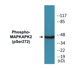 Western Blot - MAPKAPK2 (phospho Ser272) Cell Based ELISA Kit (CBP1824) - Antibodies.com