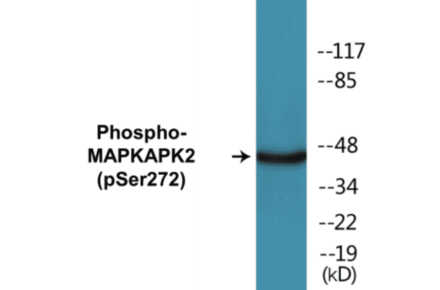 Western Blot - MAPKAPK2 (phospho Ser272) Cell Based ELISA Kit (CBP1824) - Antibodies.com