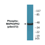 Western Blot - MAPKAPK2 (phospho Ser272) Cell Based ELISA Kit (CBP1824) - Antibodies.com