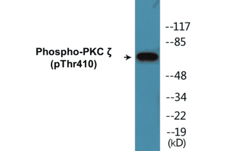 Western Blot - PKC zeta (phospho Thr410) Cell Based ELISA Kit (CBP1022) - Antibodies.com