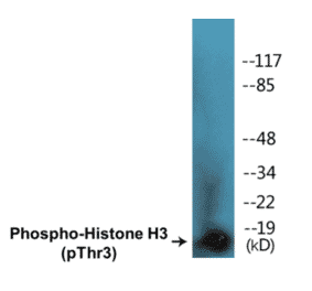 Western Blot - Histone H3 (phospho Thr3) Cell Based ELISA Kit (CBP1121) - Antibodies.com