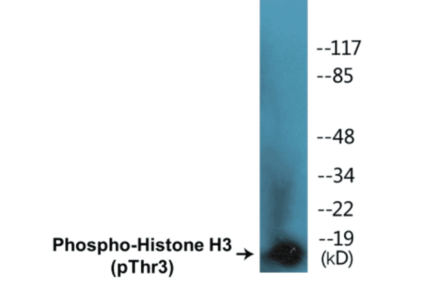 Western Blot - Histone H3 (phospho Thr3) Cell Based ELISA Kit (CBP1121) - Antibodies.com