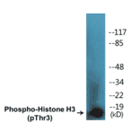 Western Blot - Histone H3 (phospho Thr3) Cell Based ELISA Kit (CBP1121) - Antibodies.com
