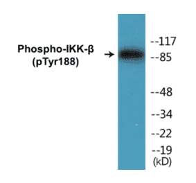 Western Blot - IKK beta (phospho Tyr188) Cell Based ELISA Kit (CBP1128) - Antibodies.com