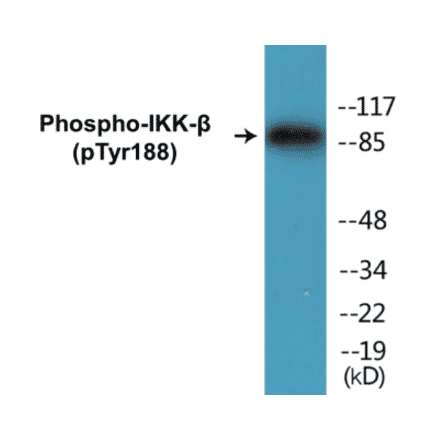 Western Blot - IKK beta (phospho Tyr188) Cell Based ELISA Kit (CBP1128) - Antibodies.com