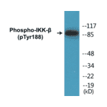 Western Blot - IKK beta (phospho Tyr188) Cell Based ELISA Kit (CBP1128) - Antibodies.com