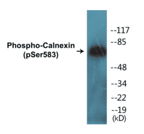 Western Blot - Calnexin (phospho Ser583) Cell Based ELISA Kit (CBP1144) - Antibodies.com