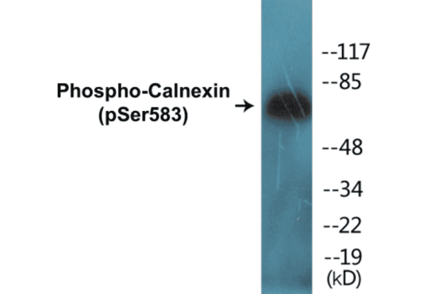 Western Blot - Calnexin (phospho Ser583) Cell Based ELISA Kit (CBP1144) - Antibodies.com