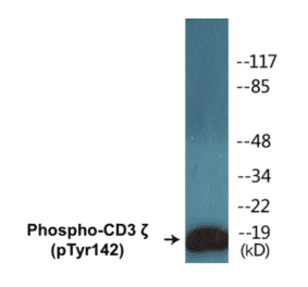 Western Blot - CD3 zeta (phospho Tyr142) Cell Based ELISA Kit (CBP1148) - Antibodies.com