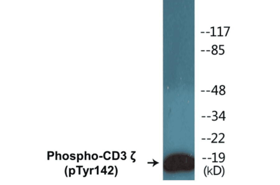 Western Blot - CD3 zeta (phospho Tyr142) Cell Based ELISA Kit (CBP1148) - Antibodies.com