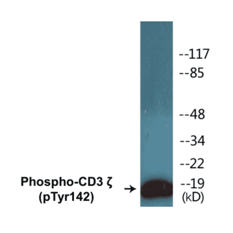 Western Blot - CD3 zeta (phospho Tyr142) Cell Based ELISA Kit (CBP1148) - Antibodies.com