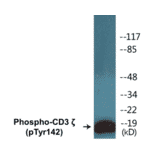 Western Blot - CD3 zeta (phospho Tyr142) Cell Based ELISA Kit (CBP1148) - Antibodies.com