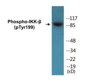 Western Blot - IKK beta (phospho Tyr199) Cell Based ELISA Kit (CBP1162) - Antibodies.com