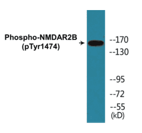 Western Blot - NMDAR2B (phospho Tyr1474) Cell Based ELISA Kit (CBP1185) - Antibodies.com