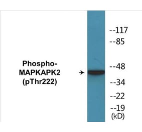 Western Blot - MAPKAPK2 (phospho Thr222) Cell Based ELISA Kit (CBP1257) - Antibodies.com