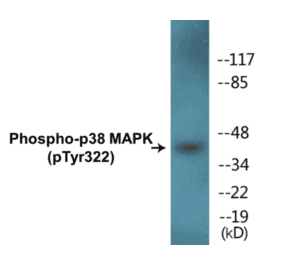 Western Blot - p38 MAPK (phospho Tyr322) Cell Based ELISA Kit (CBP1303) - Antibodies.com