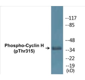 Western Blot - Cyclin H (phospho Thr315) Cell Based ELISA Kit (CBP1353) - Antibodies.com