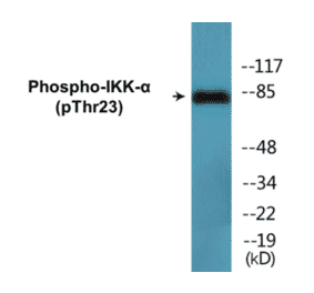 Western Blot - IKK alpha (phospho Thr23) Cell Based ELISA Kit (CBP1585) - Antibodies.com