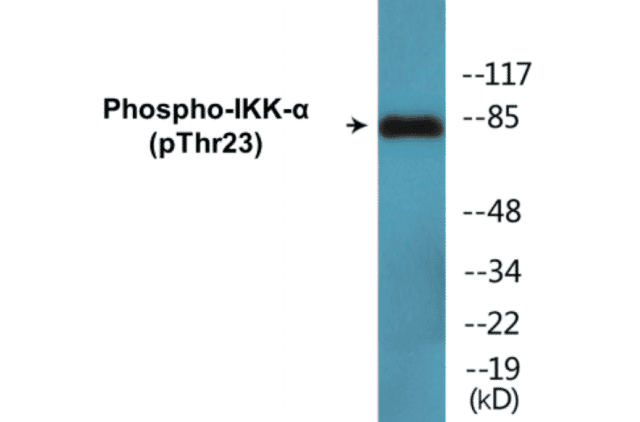 Western Blot - IKK alpha (phospho Thr23) Cell Based ELISA Kit (CBP1585) - Antibodies.com