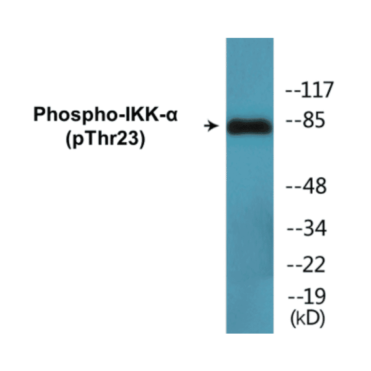 Western Blot - IKK alpha (phospho Thr23) Cell Based ELISA Kit (CBP1585) - Antibodies.com