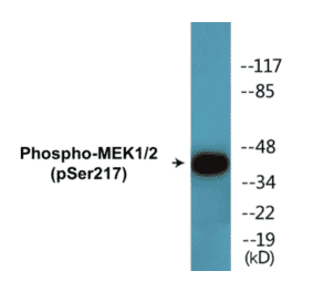 Western Blot - MEK1 + 2 (phospho Ser217) Cell Based ELISA Kit (CBP1610) - Antibodies.com