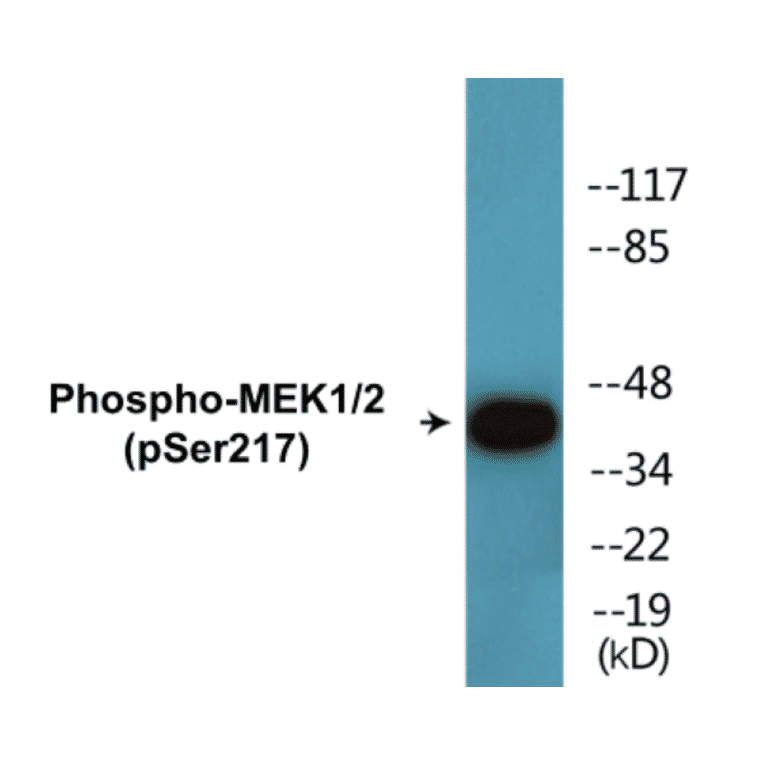 Western Blot - MEK1 + 2 (phospho Ser217) Cell Based ELISA Kit (CBP1610) - Antibodies.com