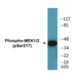 Western Blot - MEK1 + 2 (phospho Ser217) Cell Based ELISA Kit (CBP1610) - Antibodies.com