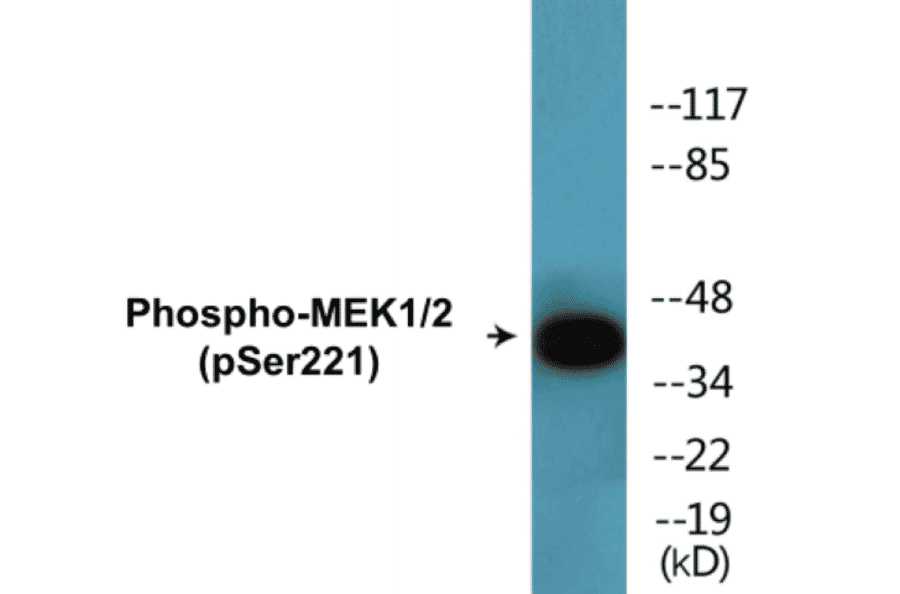 Western Blot - MEK1 + 2 (phospho Ser221) Cell Based ELISA Kit (CBP1611) - Antibodies.com