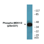 Western Blot - MEK1 + 2 (phospho Ser221) Cell Based ELISA Kit (CBP1611) - Antibodies.com