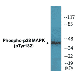 Western Blot - p38 MAPK (phospho Tyr182) Cell Based ELISA Kit (CBP1641) - Antibodies.com