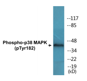 Western Blot - p38 MAPK (phospho Tyr182) Cell Based ELISA Kit (CBP1641) - Antibodies.com