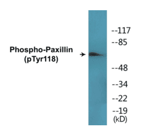 Western Blot - Paxillin (phospho Tyr118) Cell Based ELISA Kit (CBP1654) - Antibodies.com