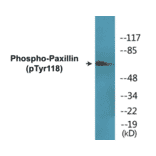 Western Blot - Paxillin (phospho Tyr118) Cell Based ELISA Kit (CBP1654) - Antibodies.com