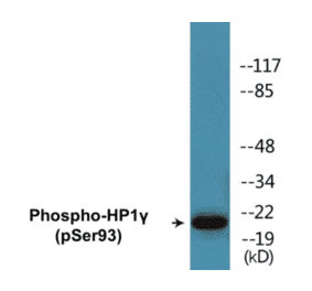 Western Blot - HP1 gamma (phospho Ser93) Cell Based ELISA Kit (CBP1792) - Antibodies.com