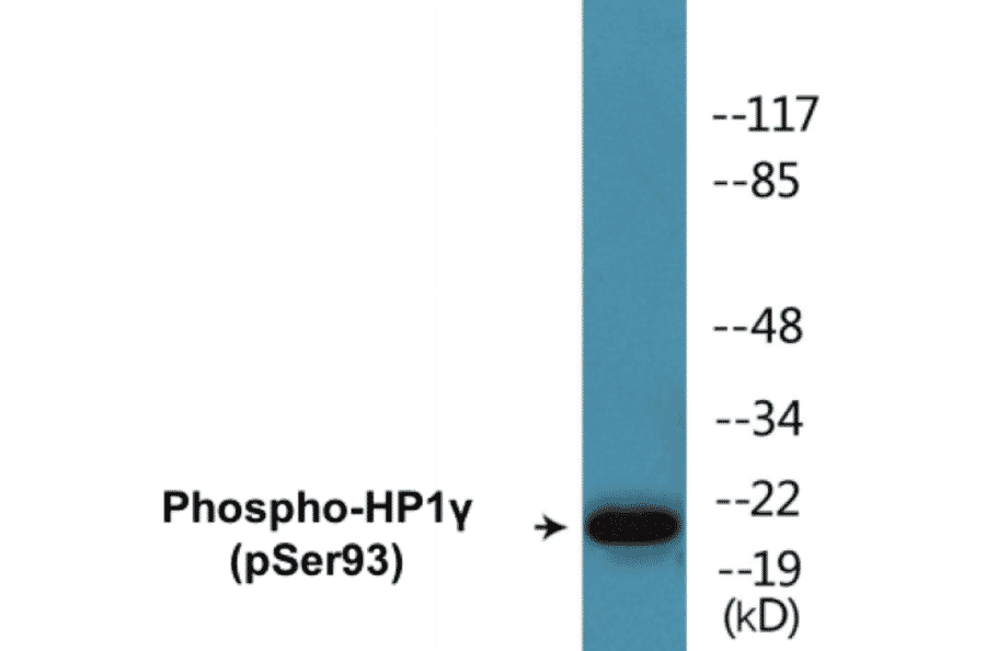 Western Blot - HP1 gamma (phospho Ser93) Cell Based ELISA Kit (CBP1792) - Antibodies.com