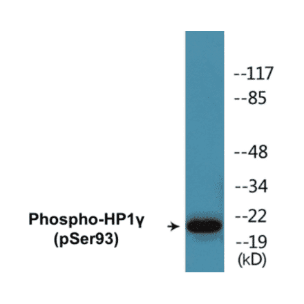 Western Blot - HP1 gamma (phospho Ser93) Cell Based ELISA Kit (CBP1792) - Antibodies.com