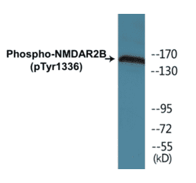 Western Blot - NMDAR2B (phospho Tyr1336) Cell Based ELISA Kit (CBP1800) - Antibodies.com